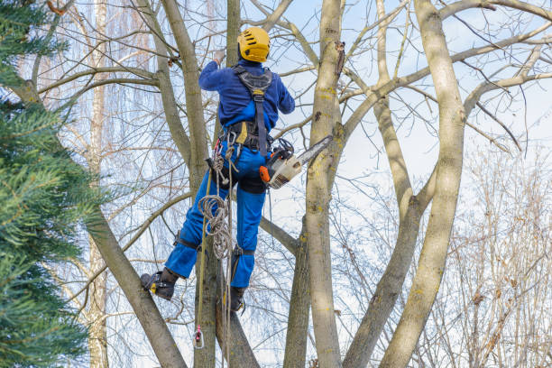 Best Tree Removal  in Crystal City, MO